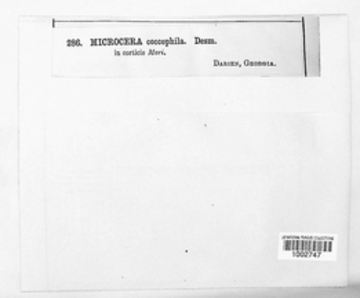 Microcera coccophila image